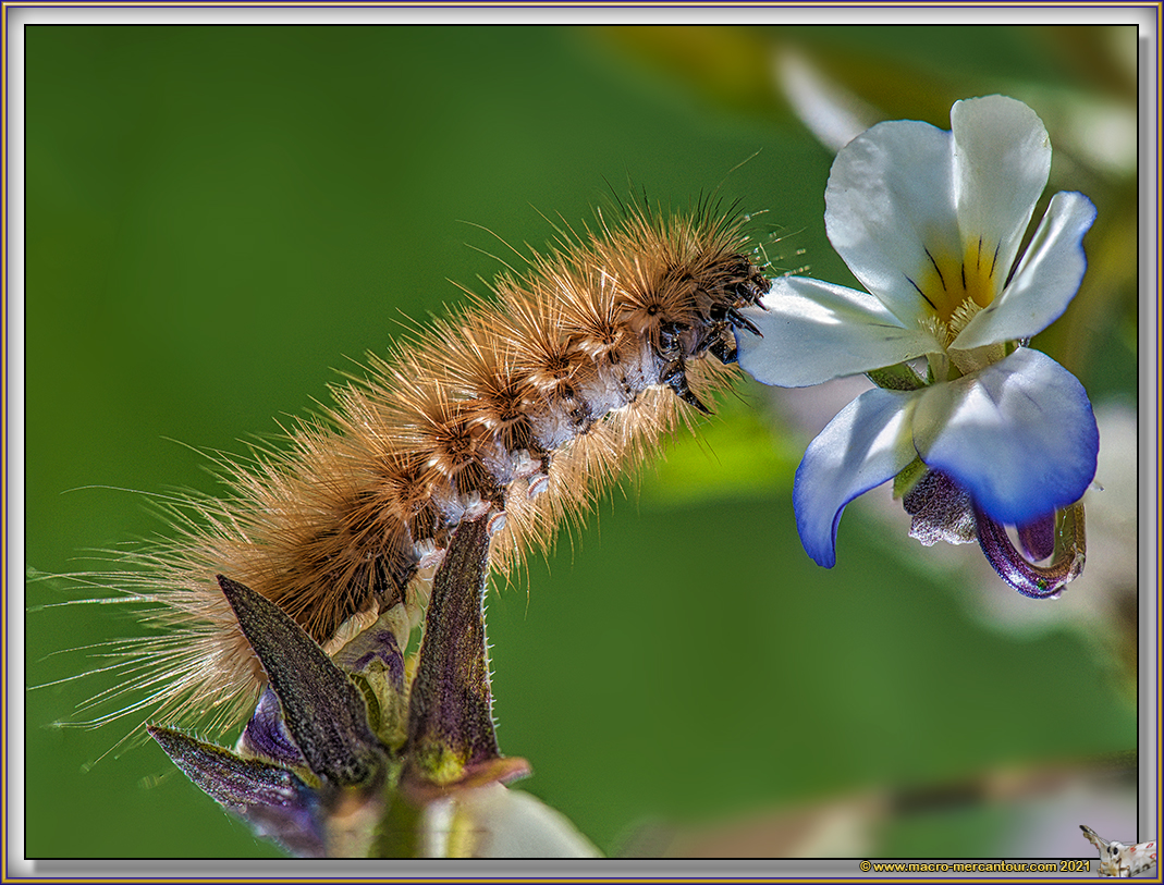Chenille sur Pensée